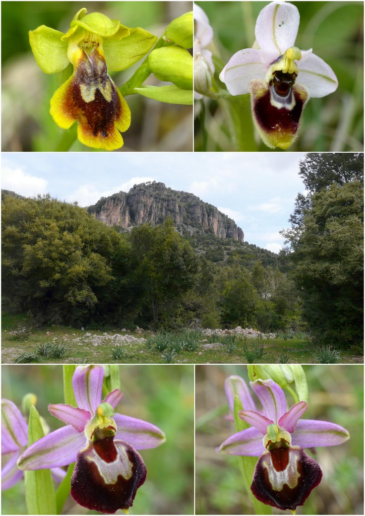Orchidee in Sardegna, un fine settimana a 78 giri!
